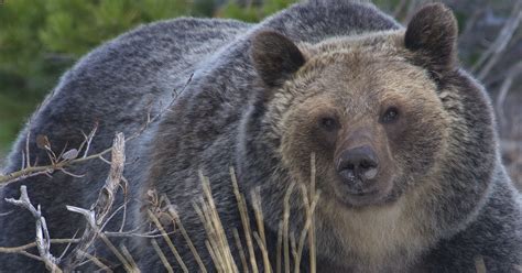 First grizzly bears emerge from hibernation in Yellowstone