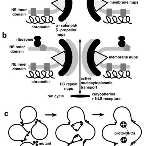 Two Phase Origin Of The Nuclear Envelope And Trans Envelope Transport Download Scientific