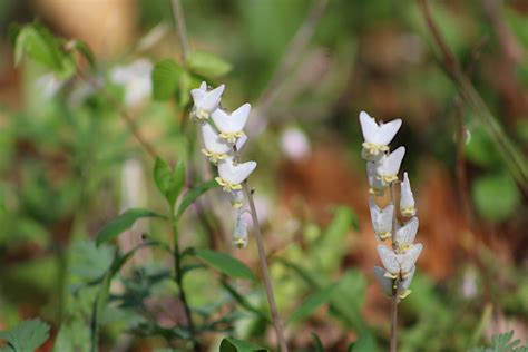 Th Annual Spring Wildflower Walk At Burnett Woods Central Indiana