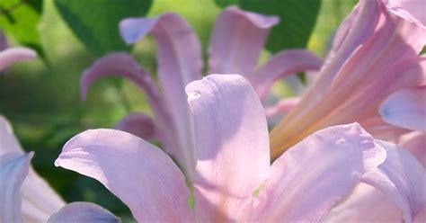 Naked Lady Lilies 2008