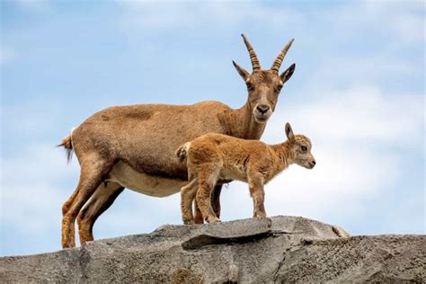 Ibex Wild Goat Profile: Origin, History, and Physical Characteristics