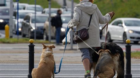 Come Funziona Il Test Del DNA Delle Feci Dei Cani Per Multare Chi Non