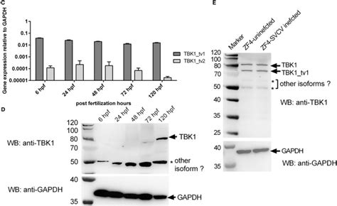 Tank Binding Kinase 1 Tbk1 Isoforms Negatively Regulate Type I