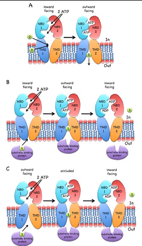 Figure From Structure And Mechanism Of Abc Transporters Semantic