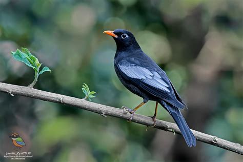 Male Grey Winged Blackbird Turdus Boulboul 灰翅鸫 雄 Flickr