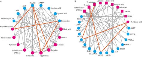 Metabolic Network Of Key Metabolites A Metabolite Metabolite