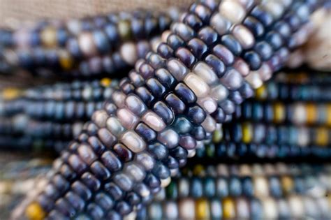 Sapphires And Pearls Glass Gem Cherokee Indian Corn Seed Pack Etsy