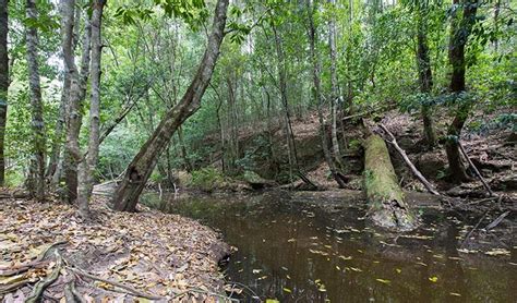 Gap Creek Camping Ground Learn More Nsw National Parks