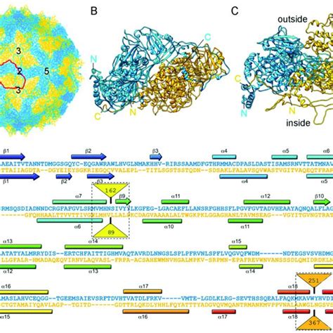 PcV T 1 Capsid Protein Cryo EM Based Structure A T 1 Capsid Of