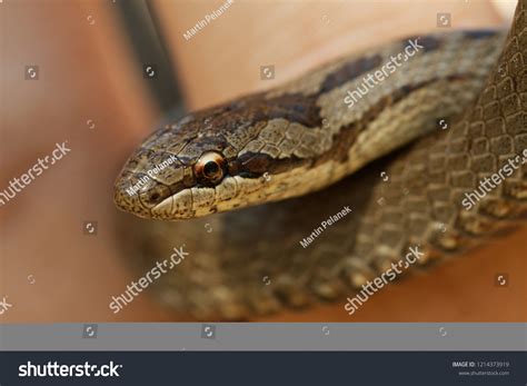 Smooth Snake Coronella Austriaca Nonvenomous Colubrid Stock Photo