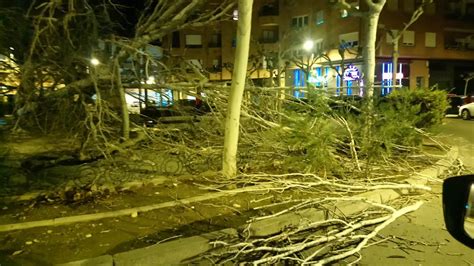 El viento arranca de cuajo un árbol de la plaza de la Libertad en Calahorra