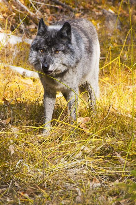 wild wolf stock image image  national gorgeous canine