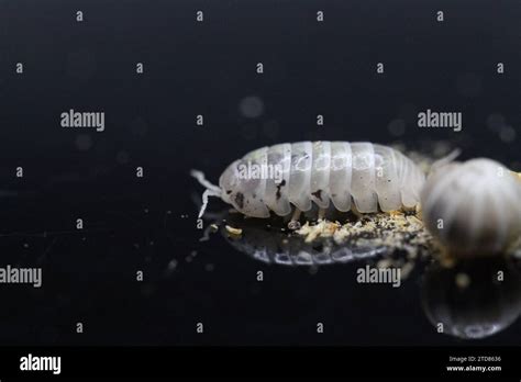 Isopods Woodlouse Pill Bugs Armadillidium Vulgare Magic Potion Stock