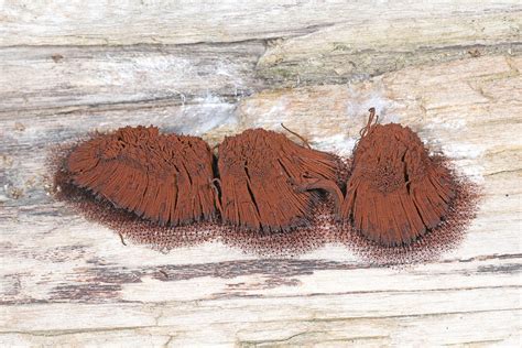 Chocolate Tube Slime Mold Stemonitis Splendens Occoquan Flickr