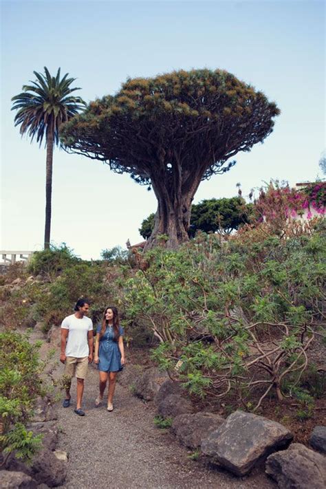 Galer A De Fotos Tenerife Fotos En Alta Resoluci N Del Parque