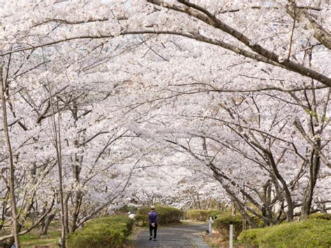 【大阪府立近つ飛鳥風土記の丘】アクセス・営業時間・料金情報 じゃらんnet