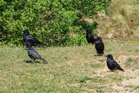 Black Crow Bird · Free Stock Photo