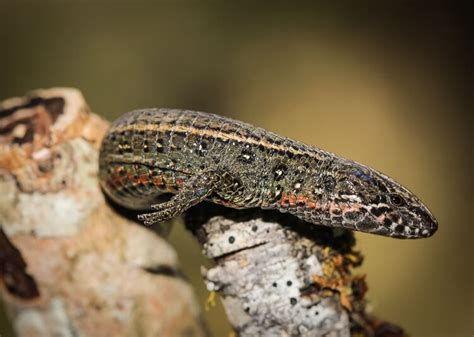 Descubren una nueva especie de lagartija en la selva central de Perú