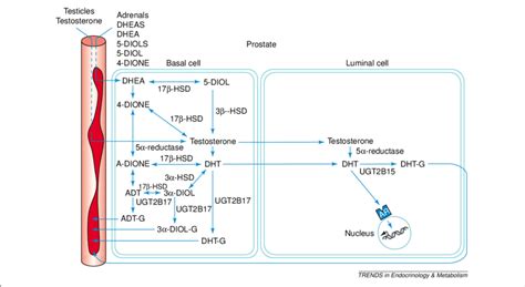 Androgen Metabolism And Inactivation By Udp Glucuronosyltransferases In