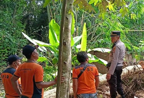 Waspada Cuaca Ekstrem Pohon Tumbang Timpa Rumah Di Lombok Atap Hancur