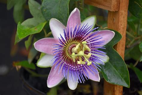 Purple Passion Flower Passiflora Incarnata In San Antonio Texas Tx At Rainbow Gardens