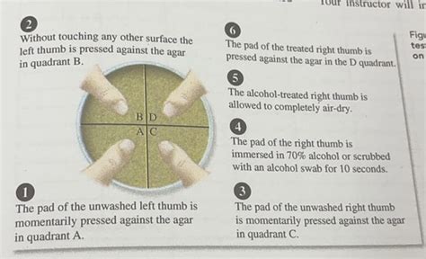 Lab 8 Alcohol Evaluation And The Kirby Bauer Method Flashcards Quizlet