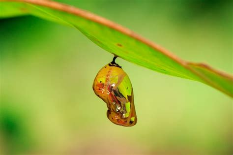 Premium Photo Image Of Chrysalis Butterfly Pupa Hanging Under The