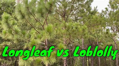 Longleaf Pine Pinus Palustris Vs Loblolly Pine Pinus Taeda Youtube