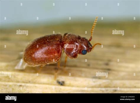 Lasioderma Serricorne Commonly Known As The Cigarette Beetle Cigar