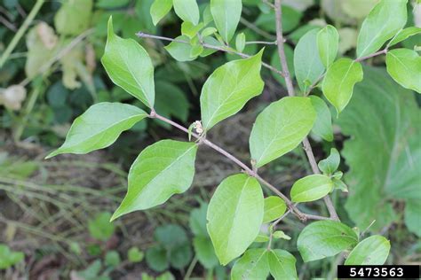 Amur Honeysuckle Lonicera Maackii Rupr Herder