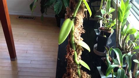 Orchid Care Growing Vanilla Orchids My Care And Culture Tips In The