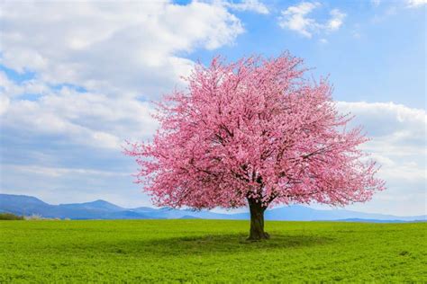 Can Cherry Blossom Trees Grow In California