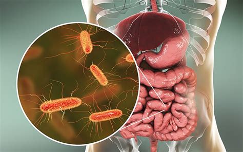 Vi Khuẩn E Coli Nguyên Nhân Và Cách điều Trị