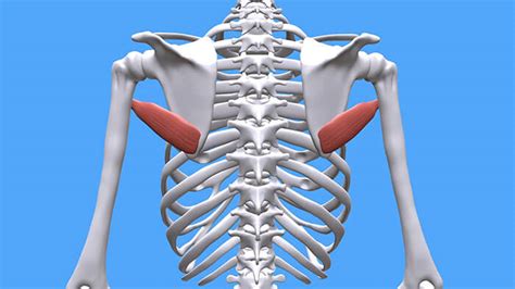 Teres Major Trigger Points And Muscle Pain Dr Chernov