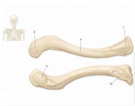 clavicle bones Quiz