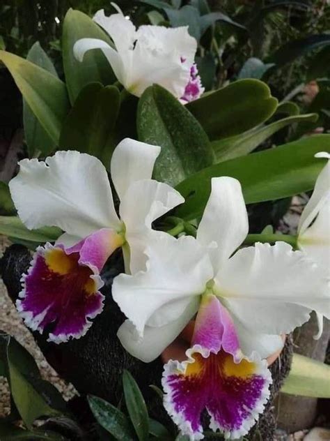 Pin De Misha Alexis Em Orchid Es Orchids Orqu Deas Orqu Deas