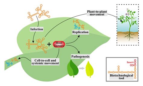 viroids  coding circular rnas   autonomously replicate