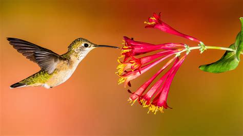 How To Create A Hummingbird Friendly Yard Audubon