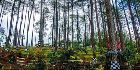 Terbaru 31 Pemandangan Alam Hutan Pinus - Galeri Lukisan