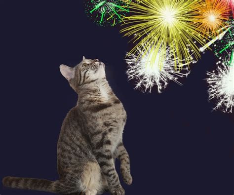 Réveillon dicas para proteger seu gatinho dos fogos de artifício Petlove