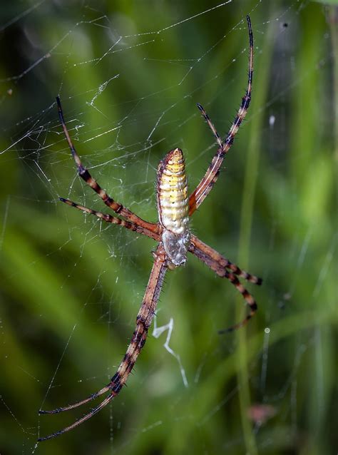 35 Common Spiders In Illinois Pictures And Identification