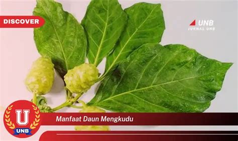 Intip 6 Manfaat Daun Mengkudu Yang Bikin Kamu Penasaran