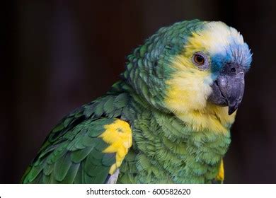 Green Yellow Parrot Stock Photo 600582620 | Shutterstock