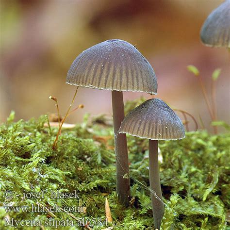 Mycena Stipata Alcalina Alkalischer Helmling Nitrat Viersporiger