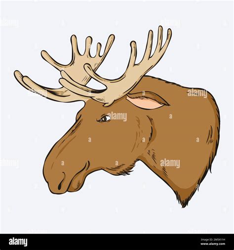 Vector Vintage Moose Hand Drawn Clipart Stock Vector Image Art Alamy