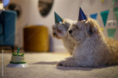 Foto De Two Havanese Twin Brothers Celebrate Their Birthday With A