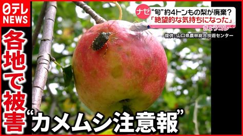 【カメムシ大量発生】収穫最盛期の梨やお米に被害35都道府県に“注意報” Youtube