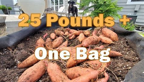 Grow Sweet Potatoes In Bags Growing Sweet Potatoes Sweet Potato