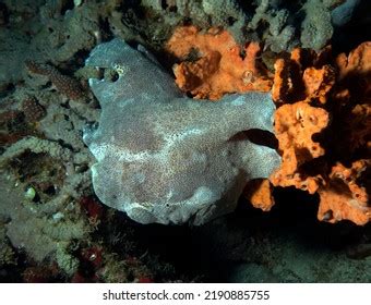 Painted Frogfish Stock Photos Images Photography Shutterstock