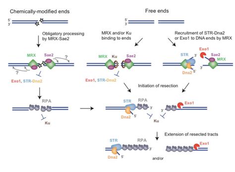 Dna End Resection Symington Lab